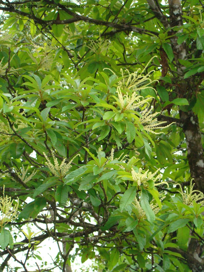 Clethra mexicana, RAguilar11192--Costa Rica. Puntar. Osa. Los Mogos. 17 Apr 08. 436.jpg