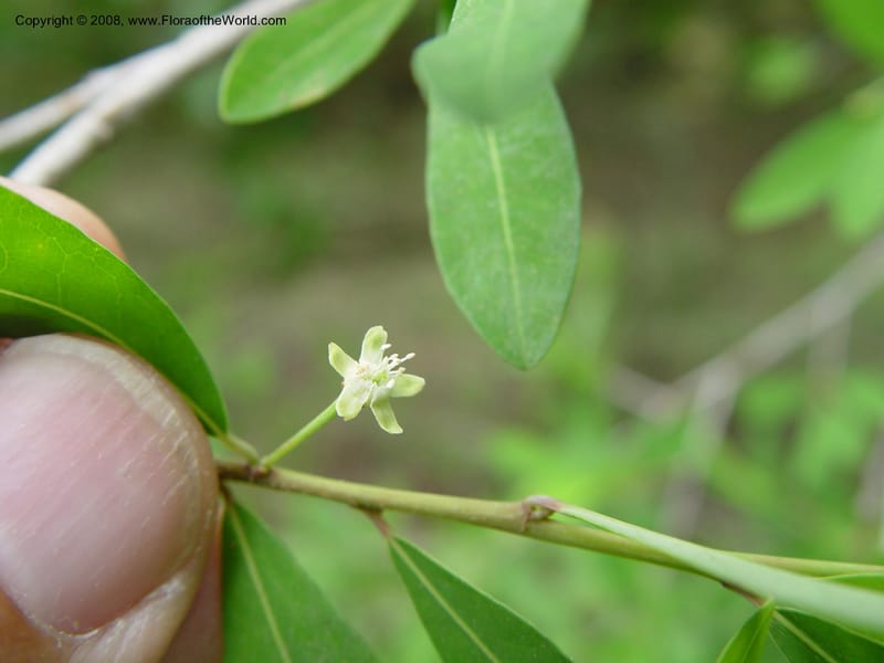 Erythroxylum delagoense--So. Africa. KwaZuluNatal. Mtunzini. Twinstr. Mick's Park. 2 Oct 03. 090.jpg