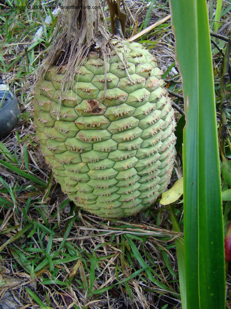 Pandanus, JMunzinger4761--New Caledonia. Mandjelia. 13 Nov 07. 118.jpg
