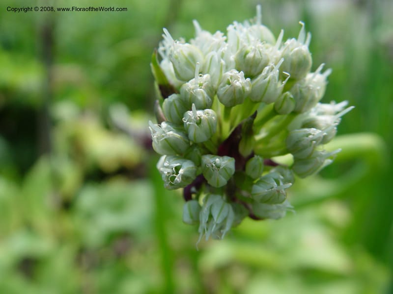Allium cepa--PA. Longwood Garden. 25 Jun 03. 036.jpg