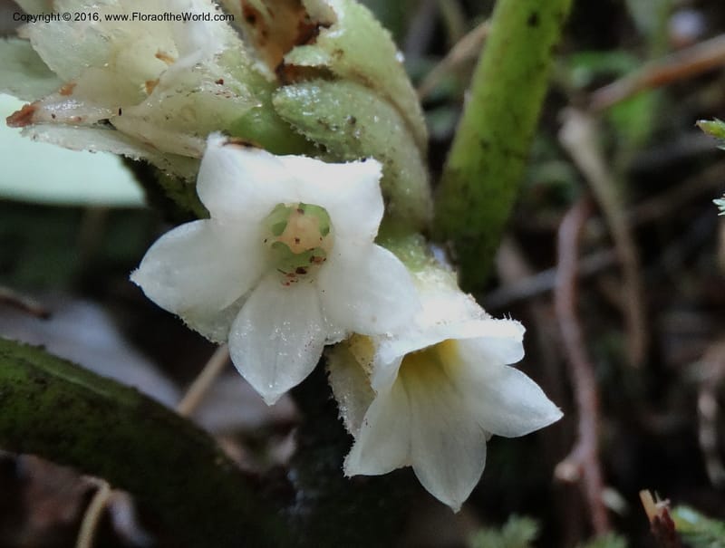 Pentaphragma cyrtandriforme, Davidson, C 12738--Sabah. Mt. Kinabalu. Bundu Tuhan Trail. 11 Oct 2014. DSC04153 (101).JPG
