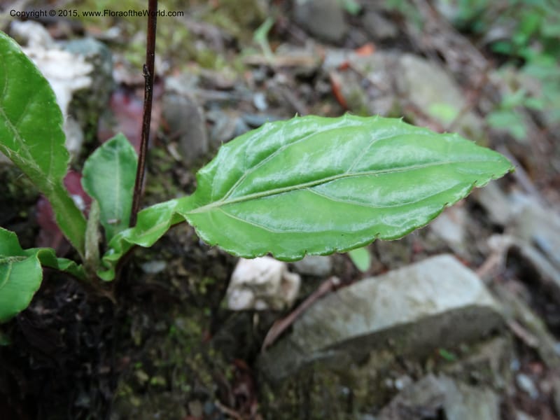 Ainsliaea, Boufford, D 43726--China. Sichuan. YangLiuPing to LongDianZi. 14 May 2014. DSC06764 (12).JPG