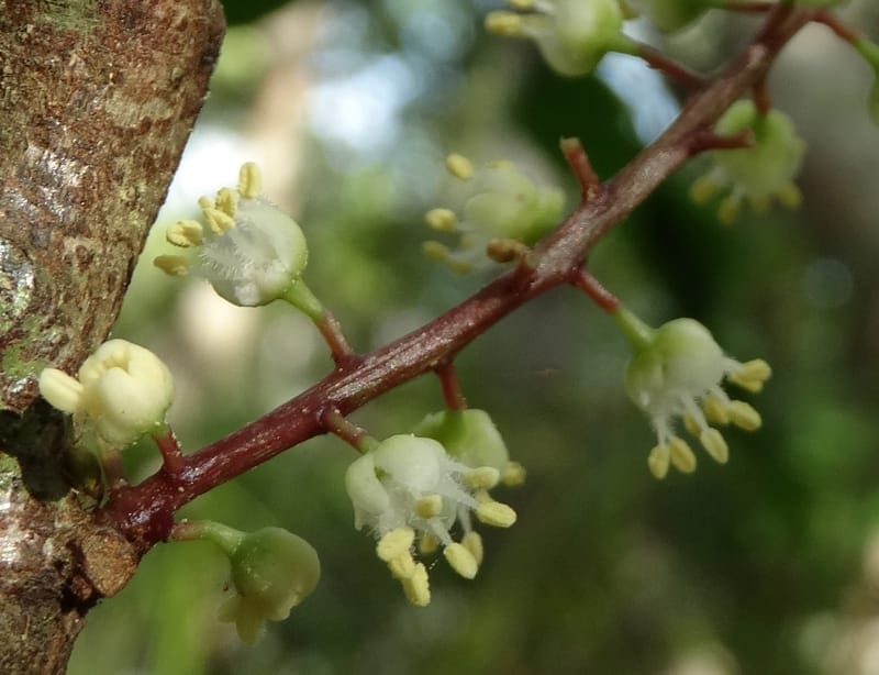 Cupaniopsis inoploea, Munzinger, J 7406--New Caledonia. Haute Robinson. 11 Nov. 2015. DSC00909 (513).JPG