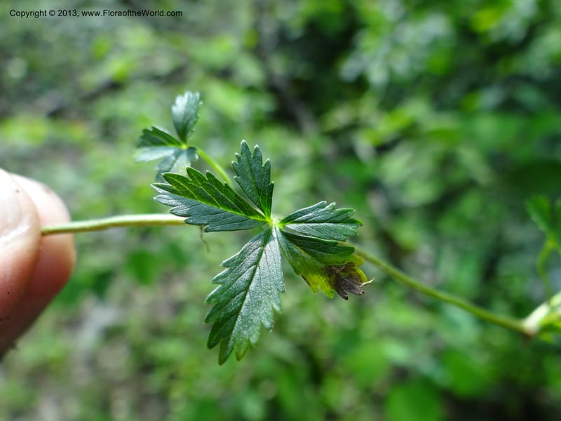 Potentilla kleiniana, Li Pan 1205278--China. Zhejiang Prov. Shunxi Village. 28 May 2012. DSC00347 (323).JPG