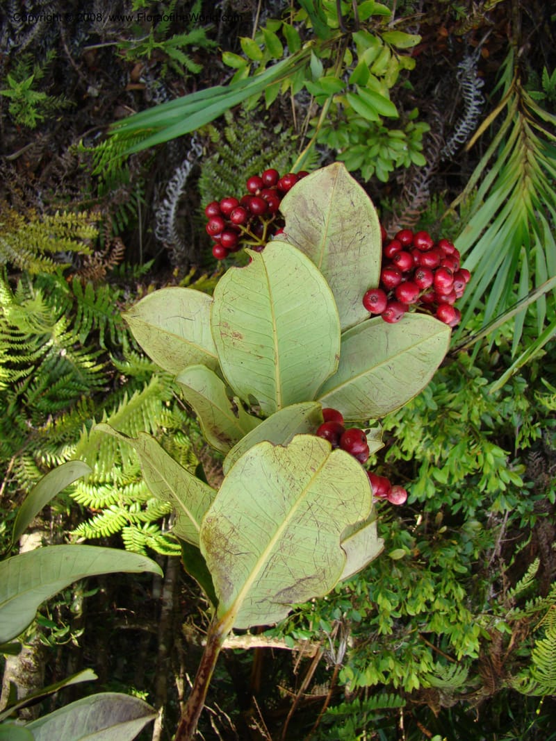 Syzygium, JMunzinger4715--New Caledonia. Mandjelia. 13 Nov 07. 295.jpg