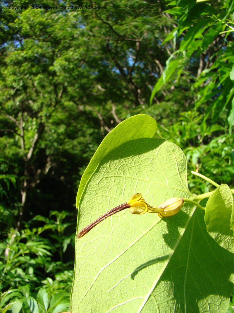 Aristolochia, WDStevens27310--Nicaragua. N.Segov. S of Ocotal, on Pan Am Hwy. 18 Jun 08. 003.jpg