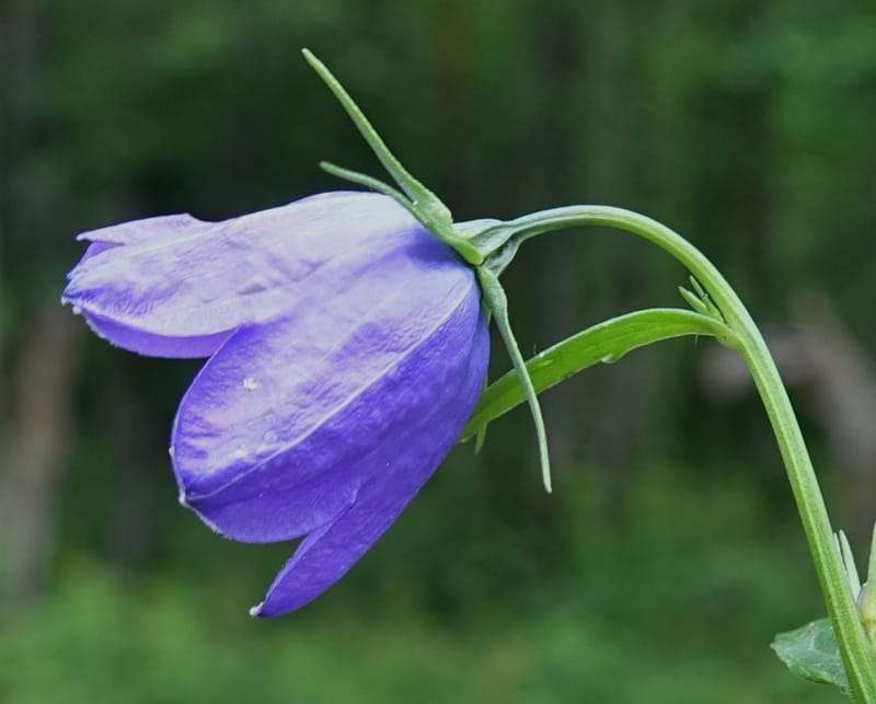 Campanula rhomboidalis, Davidson, C 13268--Switzerland. Valais. 6 km from Gletsch. 2 Jul 2016. DSC08136 (6).JPG