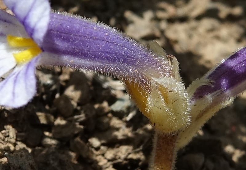 Orobanche uniflora, C. Davidson 13560, C. Davidson 13560--ID. Blaine Co. Rock Creek Preserve. TNC. 14 May 2017. DSC00477 (52).JPG