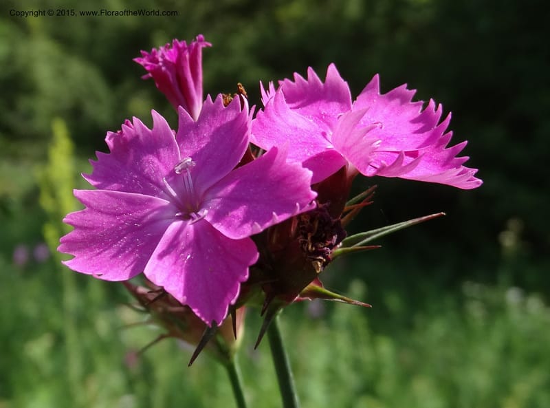 Dianthus subulosus, Davidson, C 12451--Georgia (Caucasus). Shio Mgvime. 7 Jun 2014. DSC07779 (322).JPG