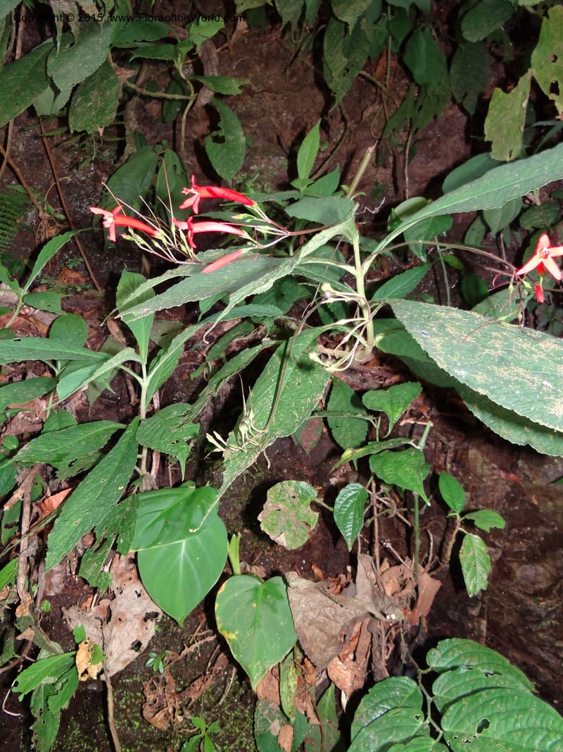 Tetranema gamboanum, Hammel 26109--Costa Rica. Road into Ranchos Tinamu. 3 Mar 2012. DSC03548 (124).JPG