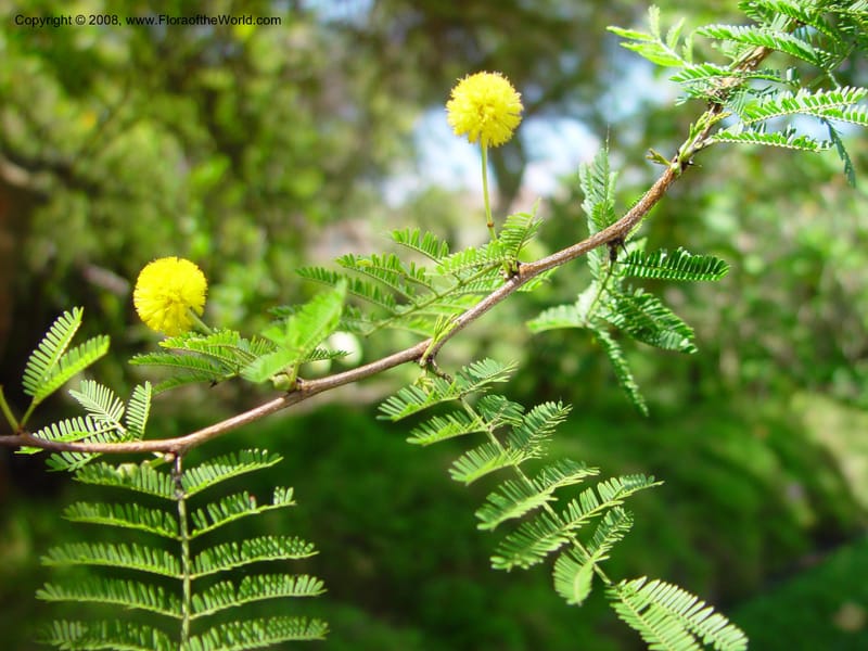 Acacia tortuosa--FL. Fairchild Tropical Gard. 6 Apr 03. 320.jpg