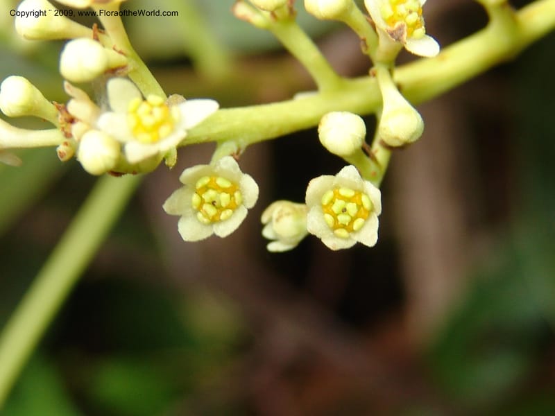 Nectandra, DNeill15914--Ecuador. Prv. Zam. Ch. C del Condor. Wawaime plot. 22 Sep 07. 392.jpg