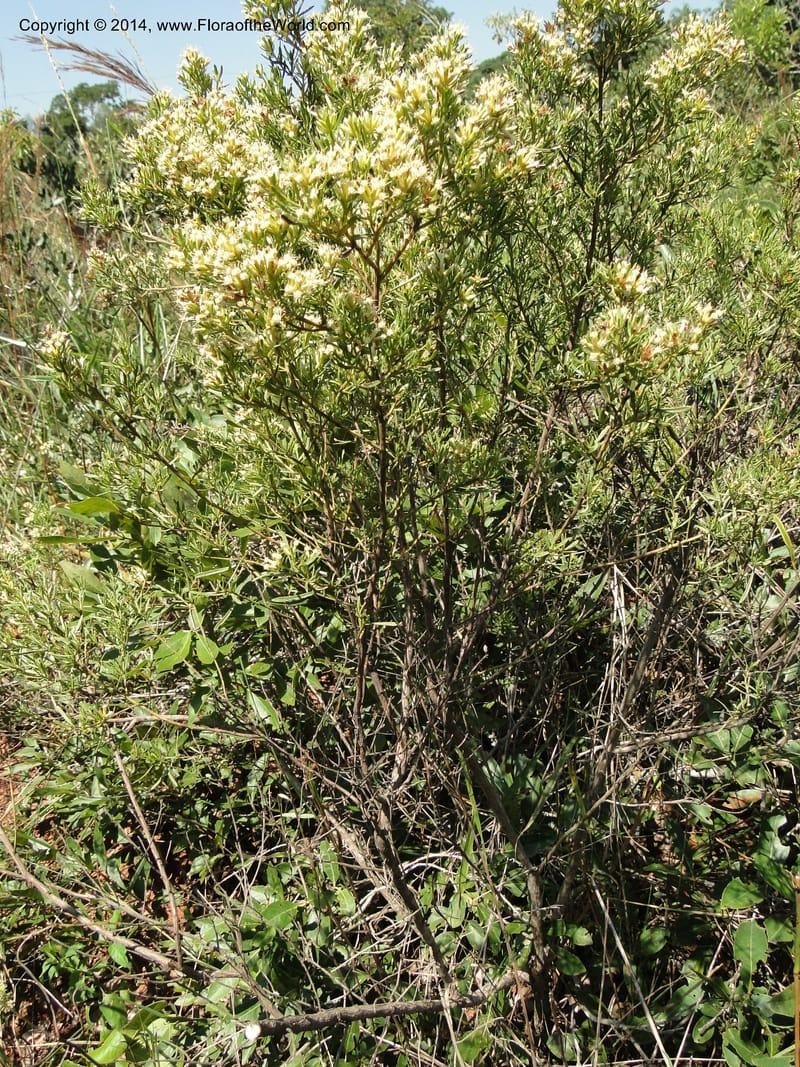 Baccharis pseudotenuifolia, Stevens, W.D. 31064, Cerro Cora, 15 Mar 2011 1370 (3).JPG