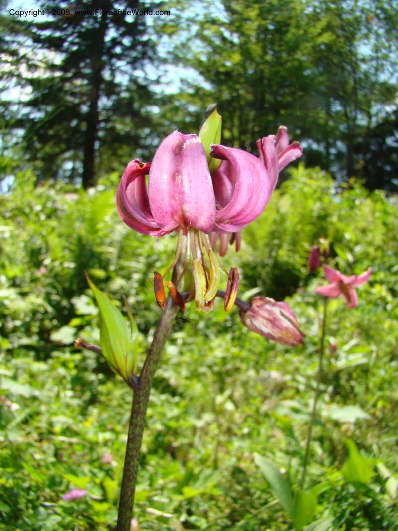 Lilium martagon, CDavidson11254--Slovenia. Gorenska Reg. Velika Planina. 6 Jul 08. 136.jpg