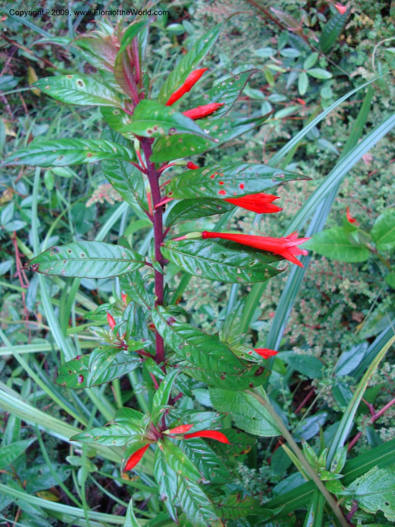 Fuchsia, D. Neill 16009--Ecuador.Prov.ZamoraC.ResTapichalaca-roadside 25 Sep 2007 035 (6).jpg