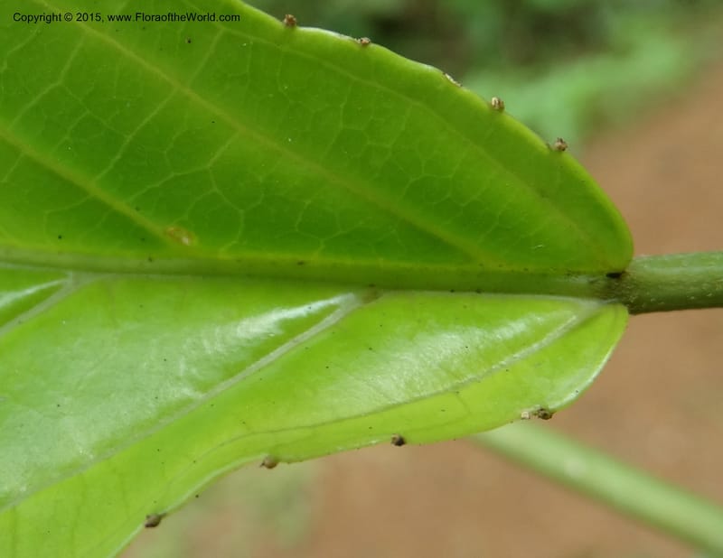 Discoclaoxylon, Davidson, C 12347--Cameroon. Ekondo Titi to Ekondo Nene. 21 Mar 2014. DSC02995 (21).JPG
