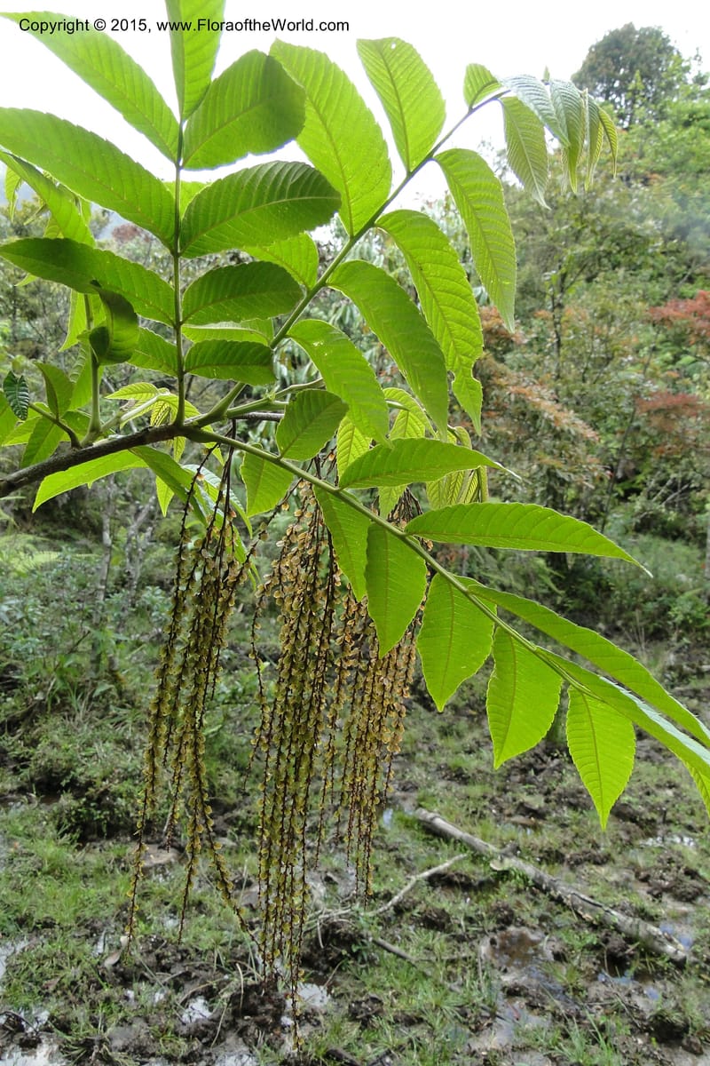Rhoiptelea chiliantha, Regalado 1809--Viet Nam. Trail to Siu Chai Commune. 5 May 2011. 306 (5).jpg