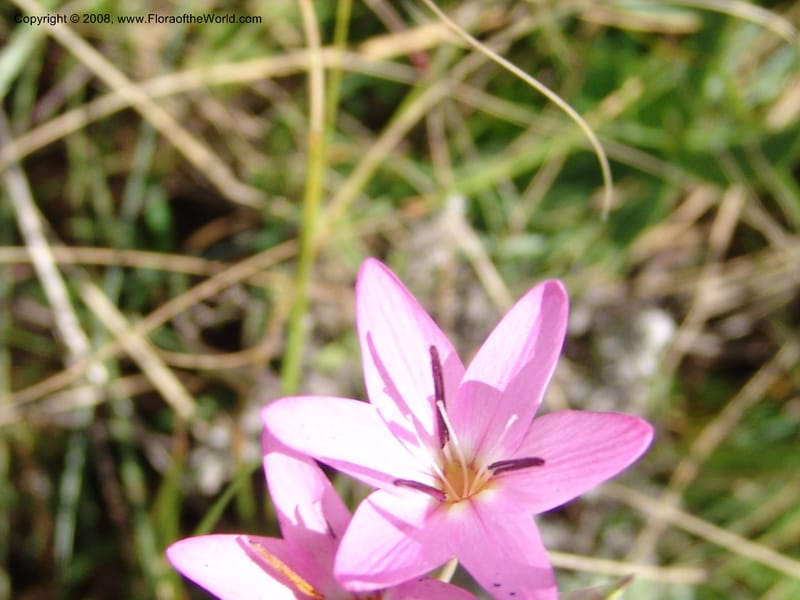 Hesperantha--So.Africa. E. Cape. Waringham Farm, Quanti Area, Stut. 8 Mch 05. 127.jpg