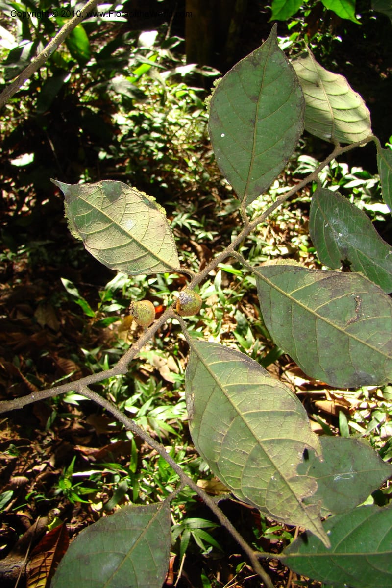 Trymatococcus, Vasquez 34817--Peru. Loreto. Dist. Nauta. Miraflores, Rio Tigre. 10 Nov 08. 850 (11).jpg