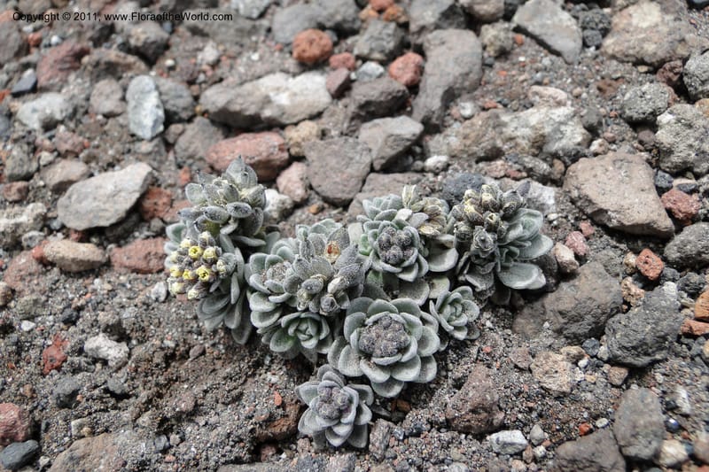 Draba obovata, Ulloa 2071--Ecuador. Chimborazo. El Primer Refugio. 5 Jun 2011. 136 (6).jpg