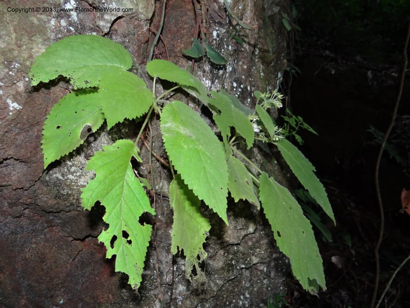 Ornithoboea, VC 5611--Thailand. Surat Thani Prov. Khlong Phanom Nat. Park. 15 Nov 2012. DSC09389 (67).JPG