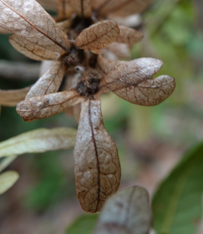 Engelhardia serrata, D. Boufford 44146--China. Yunnan. Along G213. 4 May 2018. DSC02084 (111).JPG