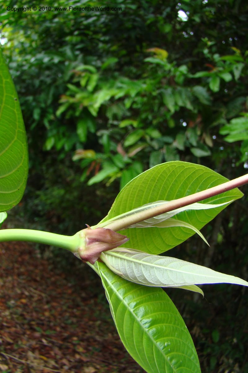 Psychotria, Vasquez 34809--Peru. Loreto. Dist. Nauta. Miraflores, Rio Tigre. 10 Nov 08. 489.jpg