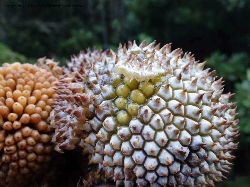 Pandanus borneensis, Callmander, M 1186--Sabah. G. Silam. 1 Oct 2014. DSC00937 (202).JPG