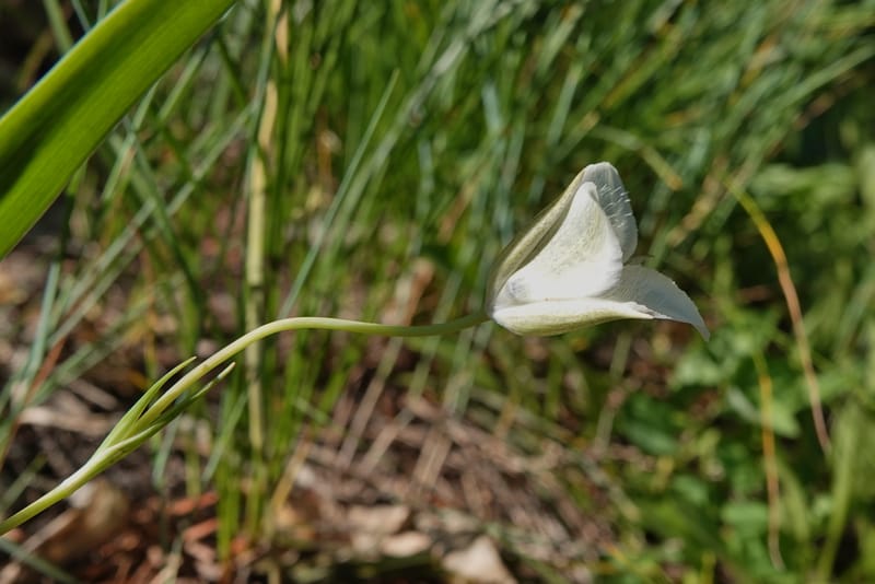 Calochortus apiculatus, C. Davidson 13820--ID. Benewah Co. Reed's Gulch Rd. FR 550. 8 Jul 2018. DSC05956 (276).JPG