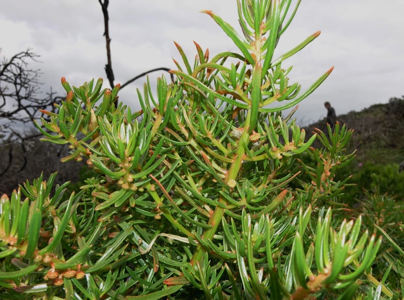 Gyrostemon sheathii, Davidson, C 13515--Australia. W.A. Torndirrup N.P. Frenchman Bay Rd. 30 Oct 2016. DSC06898 (14).JPG