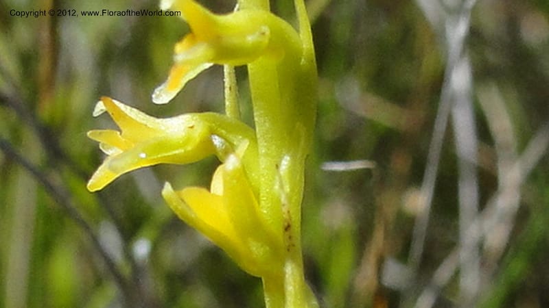 Habenaria simplex, N. Manjato 173--Madagascar. E of Ambositra toward Antoetra. 2 May 2010 151 (22).jpg