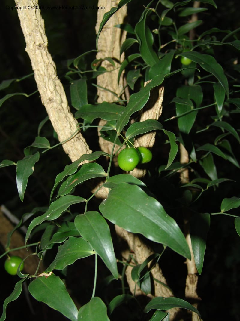 Behnia reticulata, W3556--So. Africa. Mpumalanga. Karino, Whyte Thorne Garden. 14 Mch 05. 142.jpg