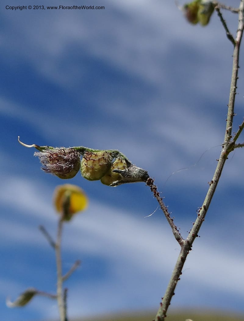 Adesmia, WDS 34191--Chile. Cta. 115. La Laguna. 22 Feb 2013. DSC02595 (57).JPG