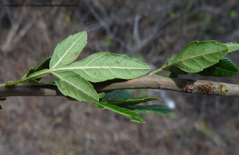 Paullinia sp. unk., Martinez-Melendez, M 435--Mexico, Chiapas, Cintalapa, Las Minas 18 Feb 2012  3312 (8).JPG