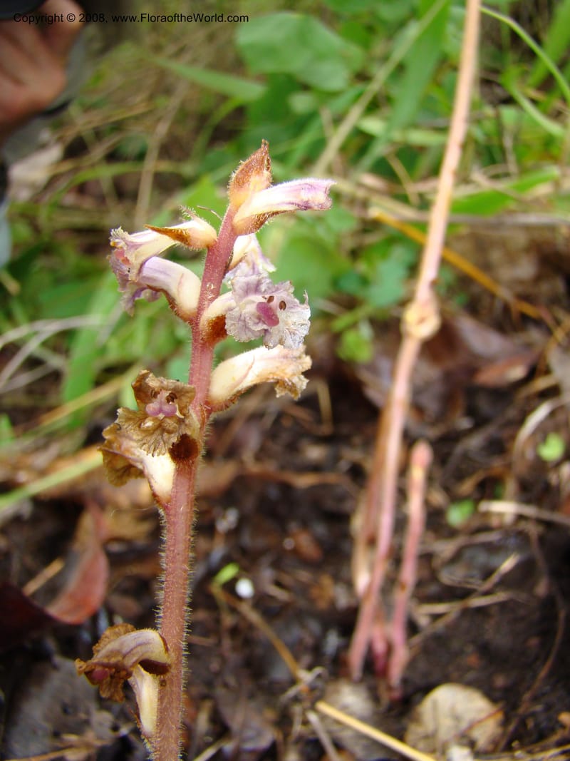 Orobanche minor, RGereau7035--Tanz. Mbeya Rural Distr. Utengule Coffee Lodge. 26 Jan 08. 223.jpg