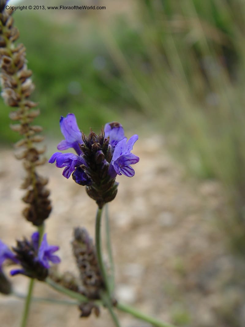 Lavandula multifida--Cabo de Gata.  16 Apr 04. 368 (7).jpg