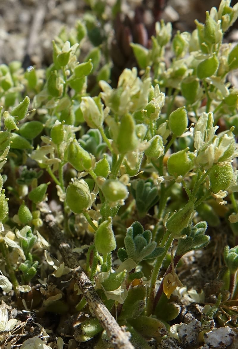 Draba argyraea, C. Davidson 13711--ID. Boise Co. Scott Mtn. L.O. rd. 15 July 2017. DSC03279 (83).JPG