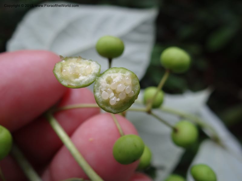 Idesia polycarpa, Yi Yu SQS2012007--China. Anhui Prov. San Qing Shan. 3 Jun 2012. DSC01600 (36).JPG