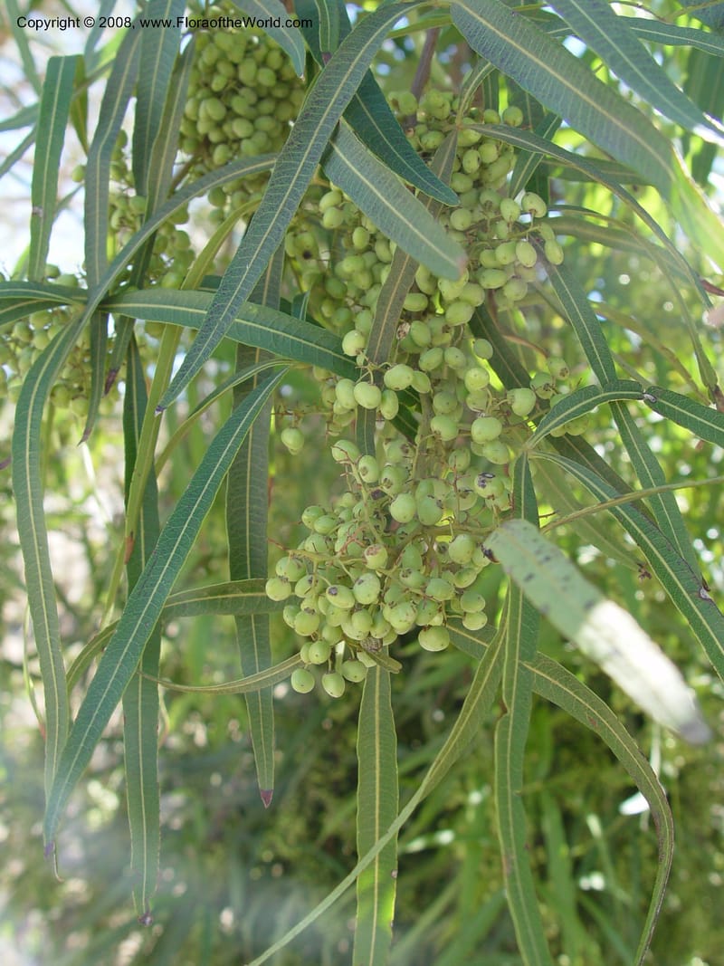 Rhus lancea, 1999.0501--Spain. Barcelona Botanic Garden. 19 Apr 04. 137.jpg