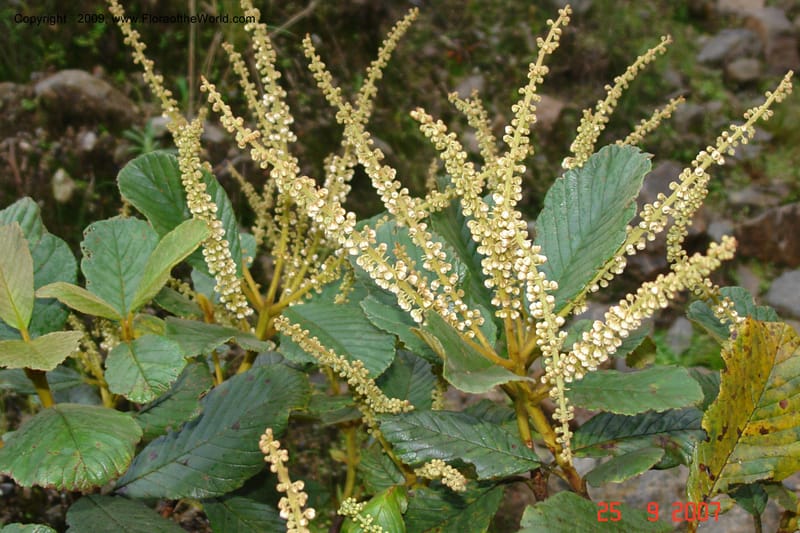 Clethra, D. Neill 16019--Ecuador.Prov.ZamoraC.ResTapichalaca-roadside 25 Sep 2007 172 (3).jpg