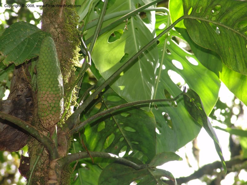 Monstera, not coll.--MX. Chiapas. Res. Biosf. El Triunfo. Sendero Cipresal. 9 Nov 04. 276.jpg