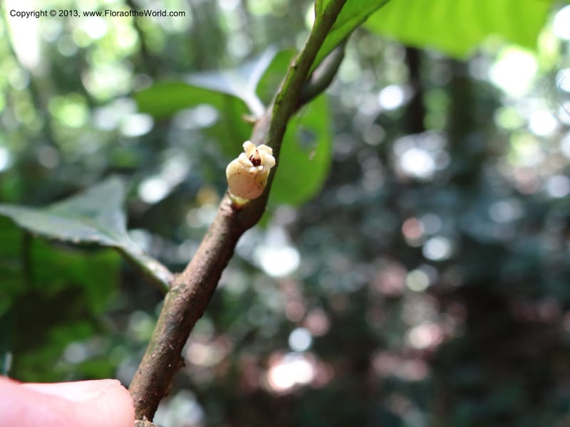 Rinorea, VC 5620--Thailand. Surat Thani Prov. Khlong Phanom Nat. Park. 15 Nov 2012. (179).JPG