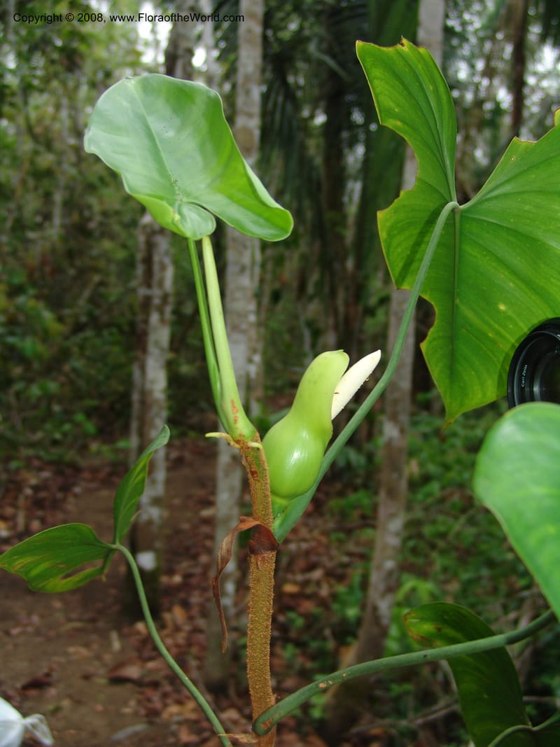Philodendron brevispathum, Farfan683--Peru. Edo. Madre de Dios. ACEER Res. Ctr. Mango Trail.18 Oct 05. 210.jpg