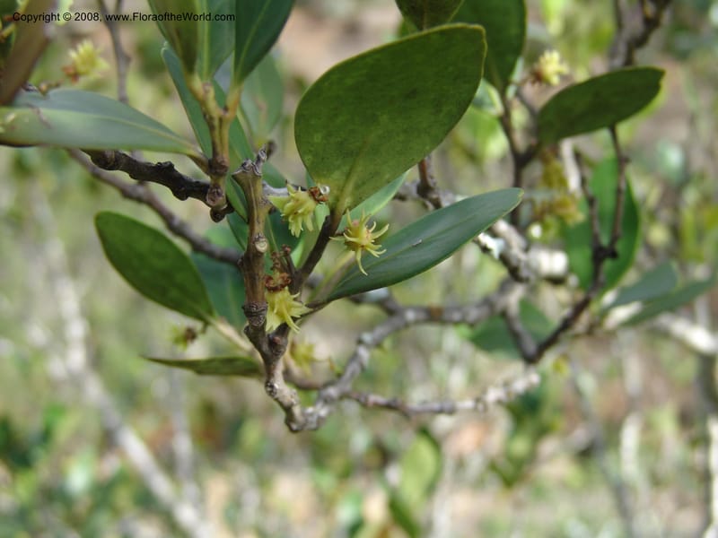 Pterocelastrus tricuspidatus--So.Africa. E. Cape. Waringham Farm, Quanti Area, Stut. 8 Mch 05. 512.jpg