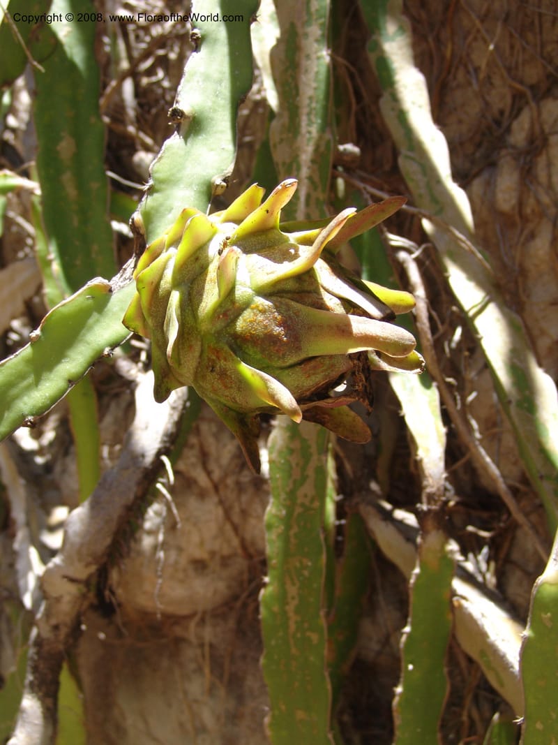 Heliocereus undatus, s.n.--MX. Oaxaca. Oaxaca. Jardin Etnobotanico. 5 Aug 2007. 496.jpg