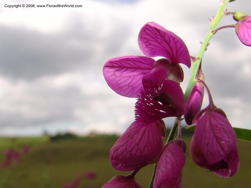 Polygala virgata--So.Africa. KZN. Midl. Meand. Granny Mouse. 13 Mch 05. 032.jpg