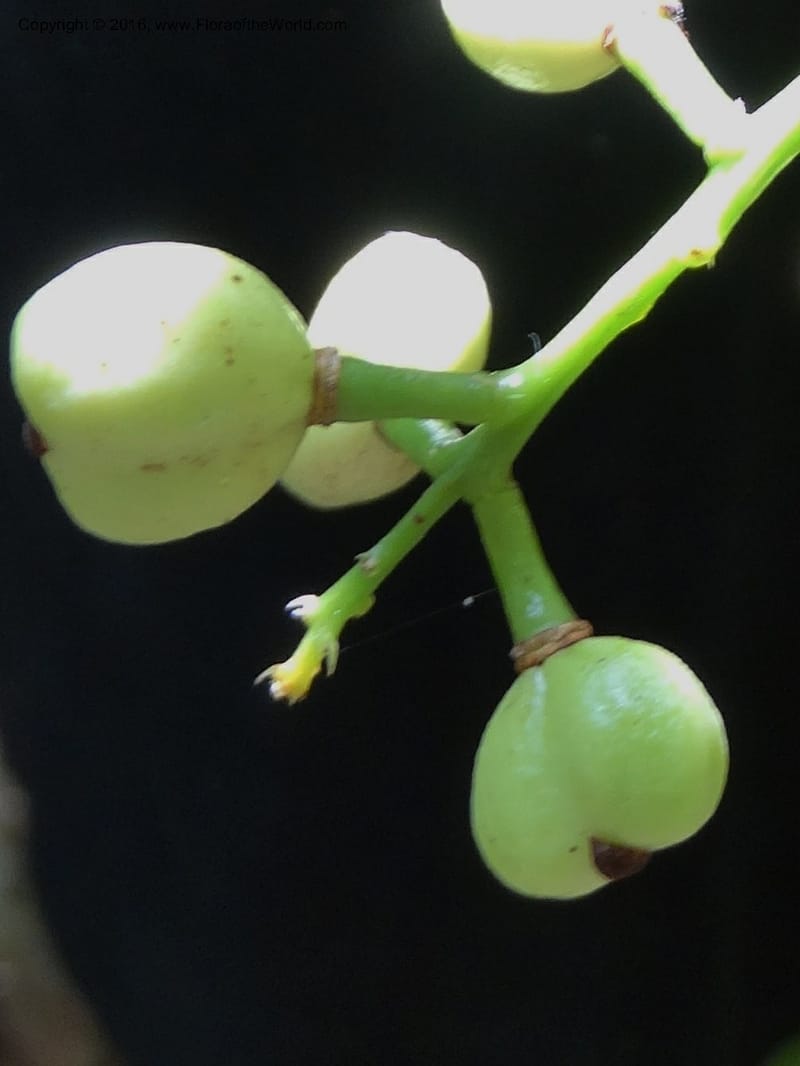Lepisanthes, Buerki, S 348--Sabah. Danum Valley. 4 Oct 2014. DSC01741 (152).JPG