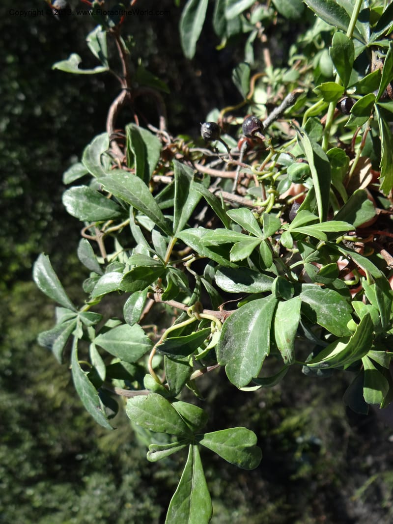 Cissus striata, WDS 34100--Chile. Rd to El Abanico. Pte. Polcura odom 16.6. 17 Feb 2013. DSC01401 (221).JPG
