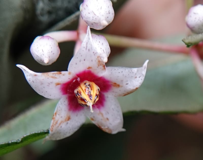 Ardisia virens, D. Boufford 44152--China. Yunnan. Bam Po village. 5 May 2018. DSC02406 (238).JPG