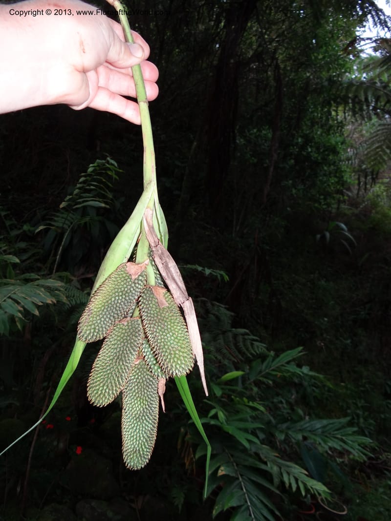 Benstonea rustica, Buerki, S 329--Malaysia, Sabah. Mt. Kinabalu. 5 Apr 2012. DSC06767 (61).JPG
